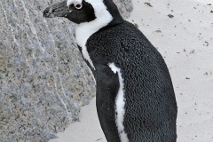 African Penguin [Spheniscus demersus] 