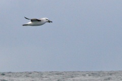 Black-browed Albatross [Thalassarche melanophris]