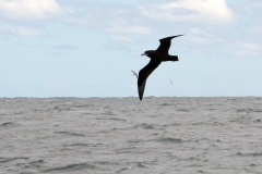 White-chinned Petrel [Procellaria aequinoctialis aequinoctialis]