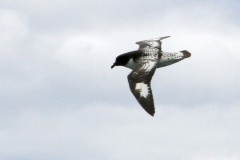Pintado Petrel [Daption capense capense]