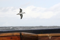 Great Shearwater [Ardenna gravis]