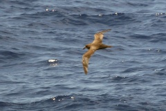 Great-winged Petrel [Pterodroma macroptera] 