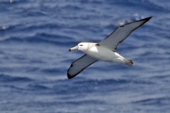 Shy Albatross [Thalassarche cauta cauta] 