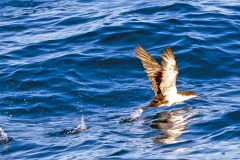 Galapagos Shearwater [Puffinus subalaris] 