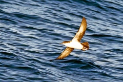 Galapagos Shearwater [Puffinus subalaris] 