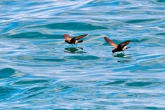 Elliot's Storm Petrel [Oceanites gracilis galapagoensis] 