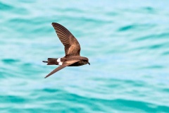 Elliot's Storm Petrel [Oceanites gracilis galapagoensis] 