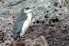 Galapagos Penguin [Spheniscus mendiculus] 