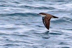 Galapagos Shearwater [Puffinus subalaris] 