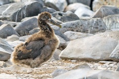 Waved Albatross [Phoebastria irrorata] 