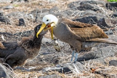 Waved Albatross [Phoebastria irrorata] 