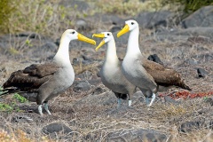 Waved Albatross [Phoebastria irrorata] 