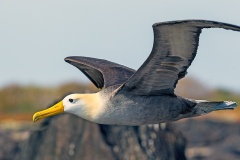Waved Albatross [Phoebastria irrorata] 