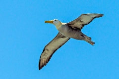 Waved Albatross [Phoebastria irrorata] 