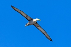 Waved Albatross [Phoebastria irrorata] 