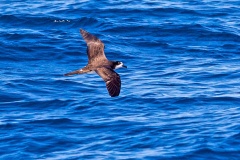 Galapagos Petrel [Pterodroma phaeopygia] 