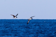 Galapagos Petrel [Pterodroma phaeopygia] 