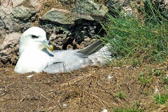 Northern Fulmar [Fulmarus glacialis auduboni] 