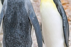 King Penguin [Aptenodytes patagonicus] 