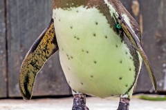 Humboldt Penguin [Spheniscus humboldti] 