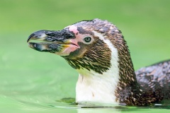 Humboldt Penguin [Spheniscus humboldti] 