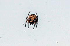 ARTHROPODS, MYRIAPODS & CRUSTACEA