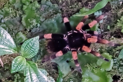 Orange-kneed Tarantula [Megaphobema mesomelas]