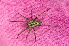 Giant House Spider [Eratigena duellica]