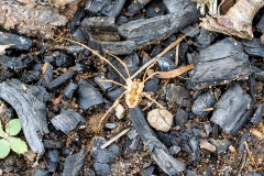 Common Harvestman [Phalangium opilio]