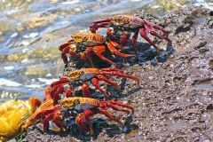 Red Rock Crab [Grapsus grapsus]