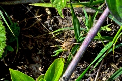 Common Harvestman [Phalangium opilio]