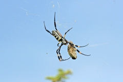 Banded-legged Golden Orb-web Spider [Nephila senegalensis]