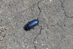 Common Pill Woodlouse [Armadillidium vulgare]