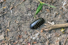 Pill Millipede [Glomeris marginata]