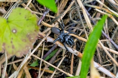 Purseweb Spider [Atypus affinis]