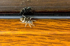 Zebra Jumping Spider [Salticus scenicus]