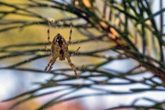 European Garden Spider [Araneus diadematus]
