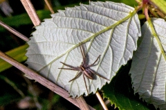 European Nursery Web Spider [Pisaura mirabilis]
