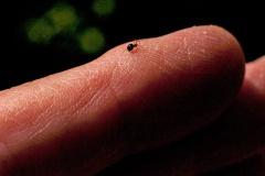 Black Money Spider [Erigone atra]