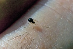 Black Money Spider [Erigone atra]