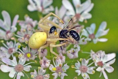 Flower Crab Spider [Misumena vatia]