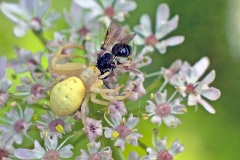 Flower Crab Spider [Misumena vatia]