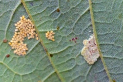 Sycamore Felt Gall Mite [Aceria pseudoplatani]