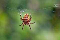 European Garden Spider [Araneus diadematus]