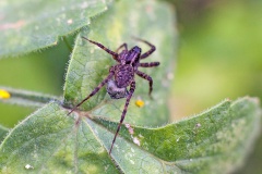 Spotted Wolf Spider [Pardosa amentata]