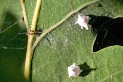 Sputnik Spider [Paidiscura pallens]