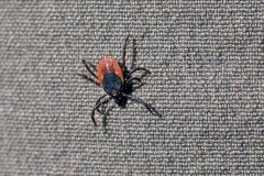 Castor Bean Tick [Ixodes ricinus]