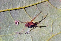 Garden Hammock Spider [Linyphia hortensis]