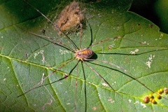 Red Harvestman [Opilio canestrinii]