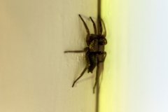 Common Mouse-spider [Scotophaeus blackwalli]